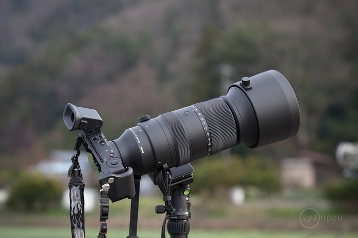 シグマ SIGMA 60-600mm F4.5-6.3 DG DN OS | Sports ／ 滋賀 米原 湖北